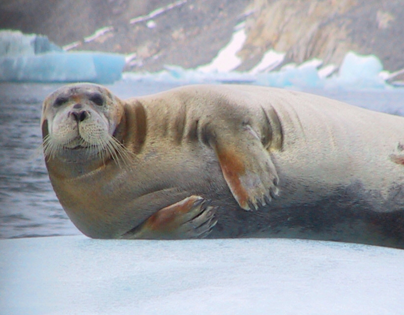 bearded seal.jpg