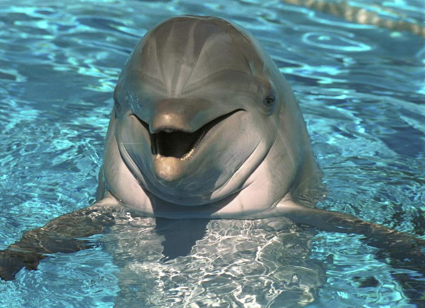 delfin3.jpg