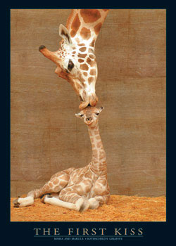 plakaty-full-the-first-kiss-zirafy-1018.jpg