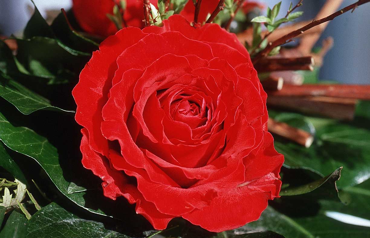 flower-blume-ch.jpg